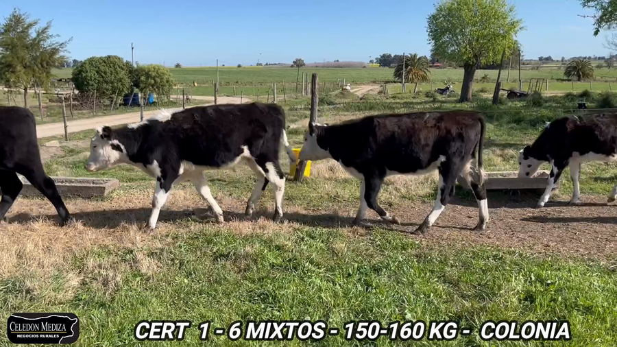 Lote 6 Terneros y Terneras en Tarariras, Colonia