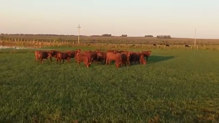 Lote 26 terneras coloradas P.O Cabaña el Tacurú