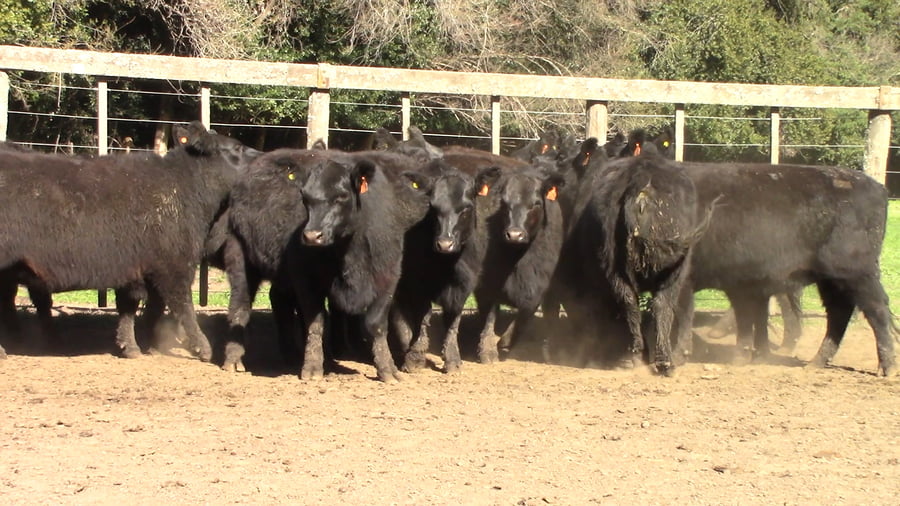 Lote VAQUILLONAS PURAS POR CRUZAS ( C/ garantía de preñez)