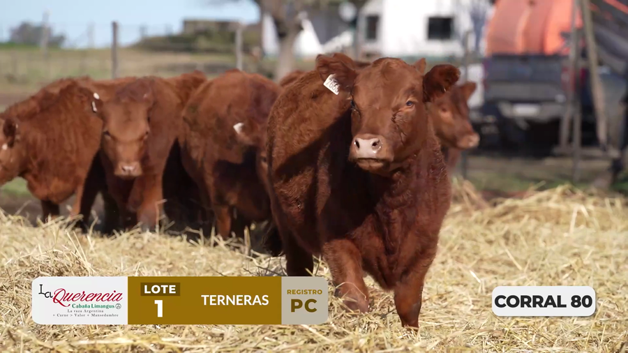 Lote TERNERAS PC