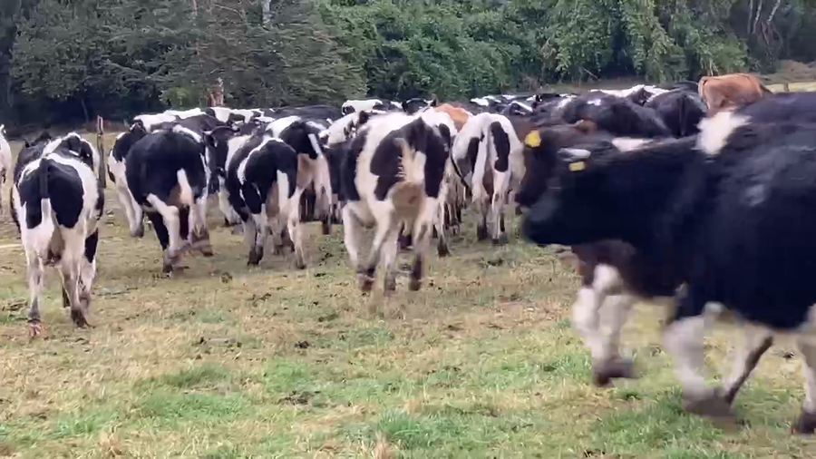 Lote 60 Novillo Engorda en Osorno,  X Región Los Lagos