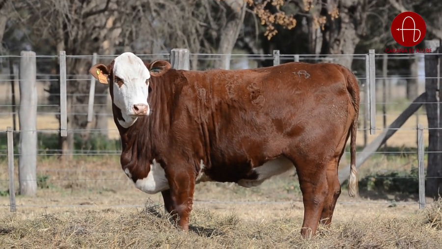 Lote VAQUILLONAS BRAFORD SUNCHALES 2025 EL ALJIBE