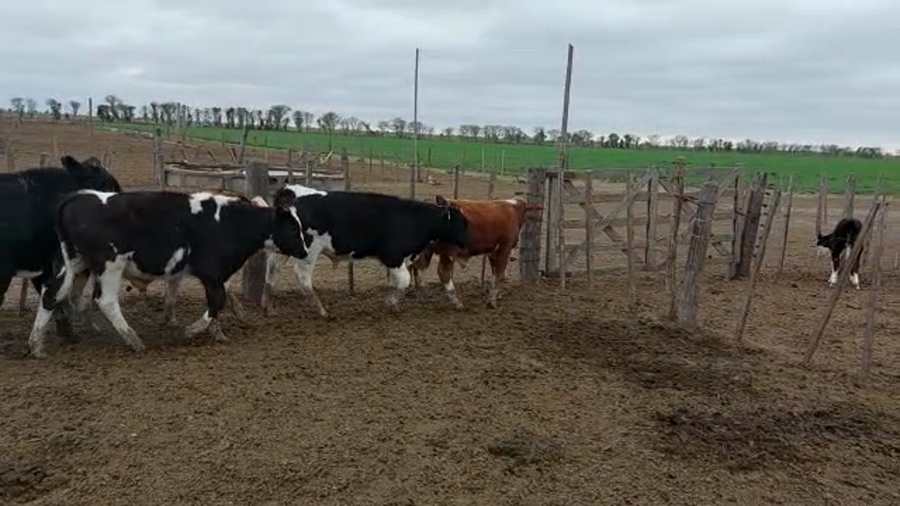 Lote 18 Terneros Holando Argentino y pampas en Ramona, Santa Fe