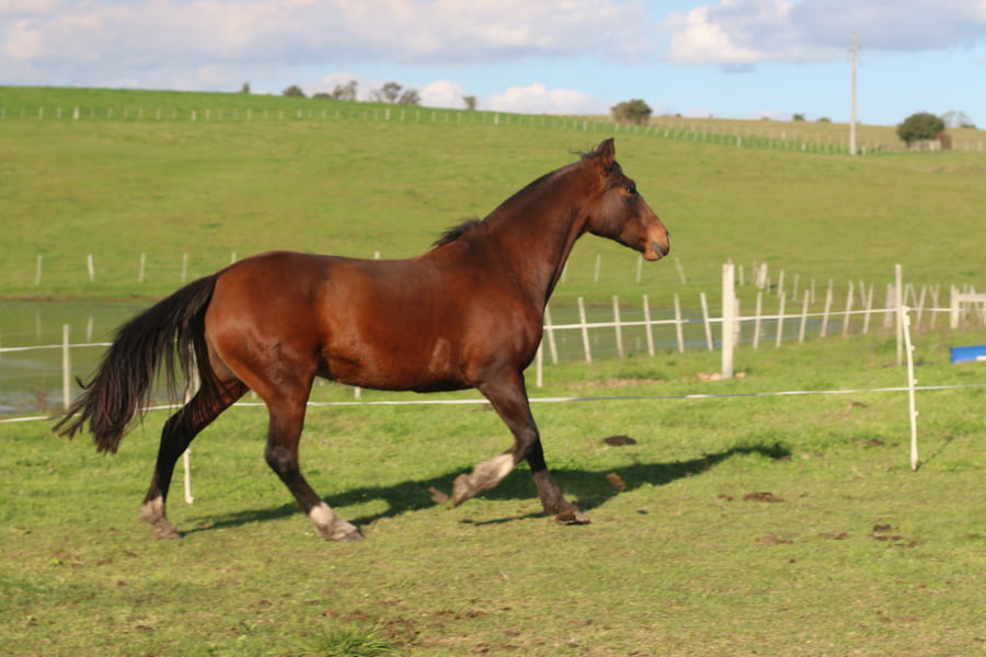 Lote SANTA GLORIA PICANTONA