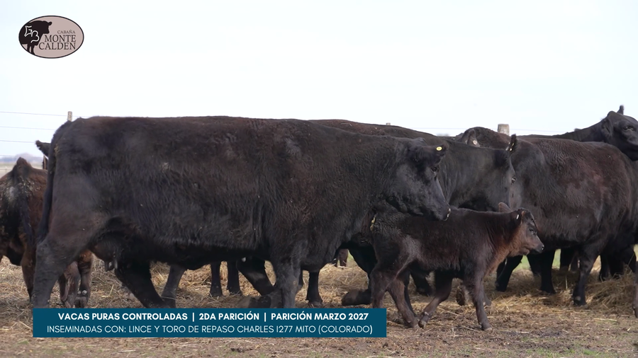 Lote CABAÑA MONTE CALDEN - 5 VACAS PURAS CONTROLADAS - 2da y 3ra paricion - con ternero grande