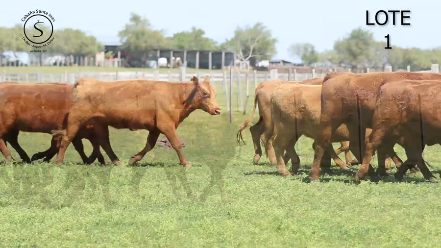 Lote VACAS Y VAQUILLONAS RED ANGUS