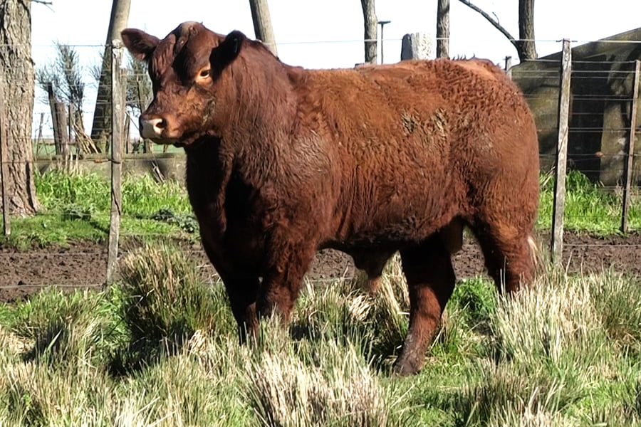 Lote Toros PC