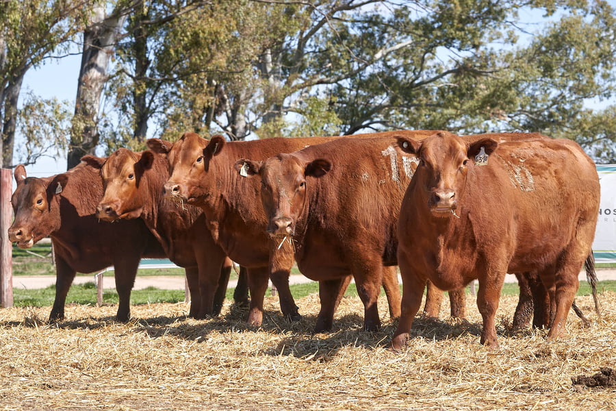 Lote "TRES MOLINOS" VAQUILLAS Con Servicio
