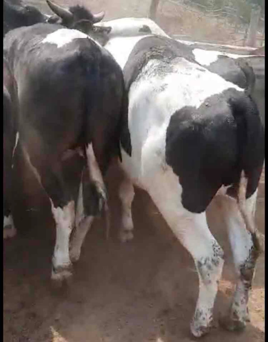 Lote 40 Novillo Gordo en Melipilla, Región Metropolitana