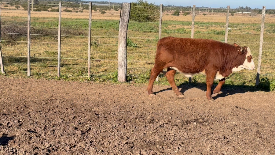 Lote 64 Terneros/as en Corrientes, Goya