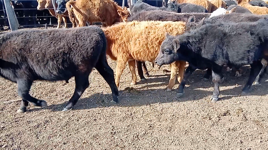 Lote 31 Terneros en Buenos Aires, Salazar