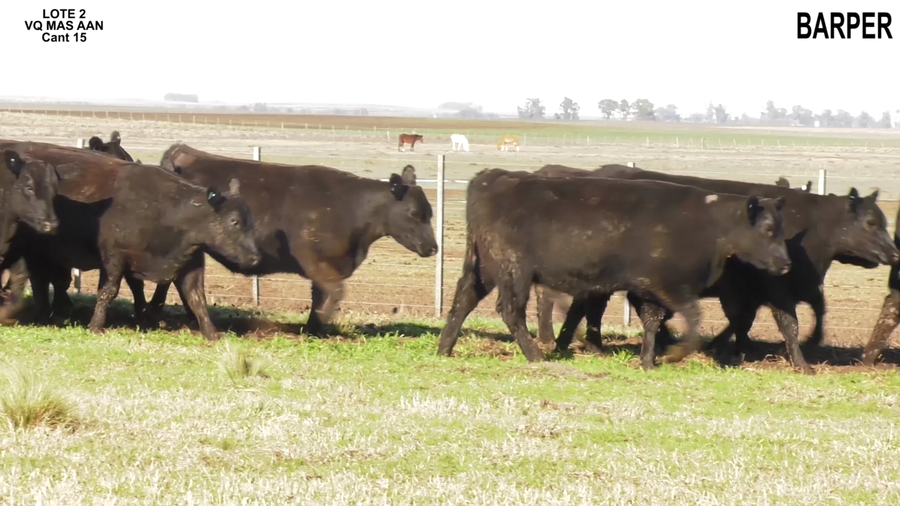 Lote BARPER S.A.: VAQUILLONAS A.ANGUS MÁS
