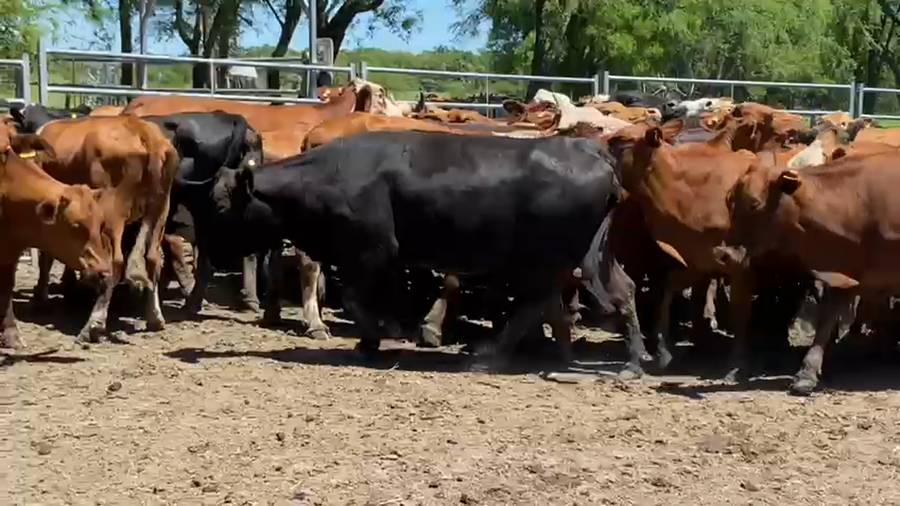 Lote 90 Vacas nuevas en Formosa, Formosa