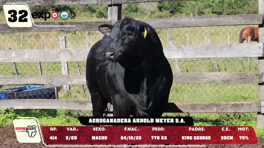 Lote LOTE 32