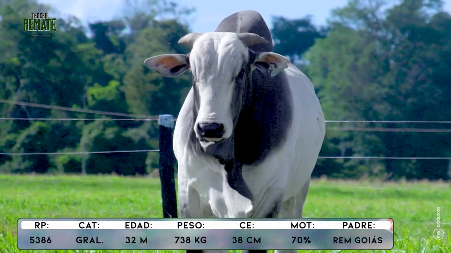Lote Toros a remate en Tercer Remate Agroganadera Natalia, Concepción