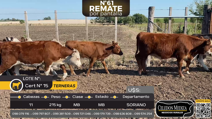 Lote 11 Terneras en Palo Solo , Colonia