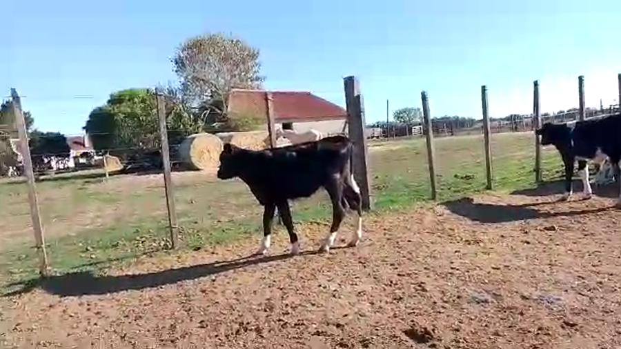 Lote 25 Terneros Hol Cr a remate en Pantalla Camy en Puntos de Gregorio