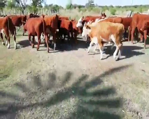 Lote 25 Terneros/as en Villaguay, Entre Ríos