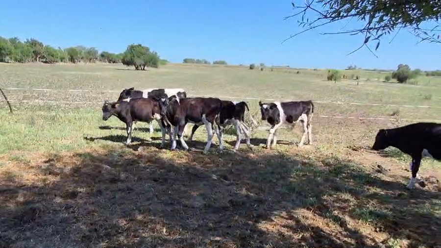 Lote 12 Terneros a remate en Pantalla Camy - Aniversario 31 Años, San José