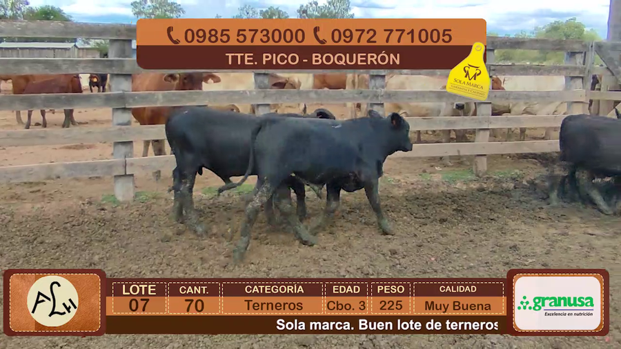 Lote 70 Terneros CBO 3 Tipo Brangus a remate en FERIA ESPECIAL DE TERNEROS CBO. 3 - AGROGANADERA LA HUELLA 225kg - , Boquerón