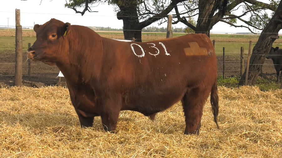 Lote Toros PC Colorados