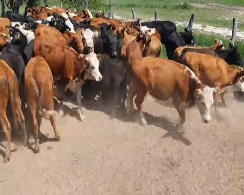 Lote 49 Vaquillonas en Villa Paranacito, Entre Ríos