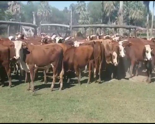 Lote 75 Novillitos en Empedrado, Corrientes