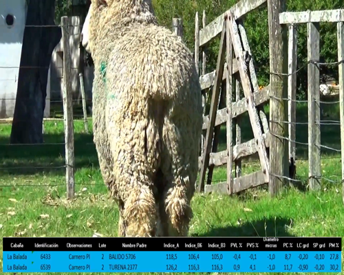 Lote 2 Carneros a remate en La Señal del Futuro , Tacuarembó