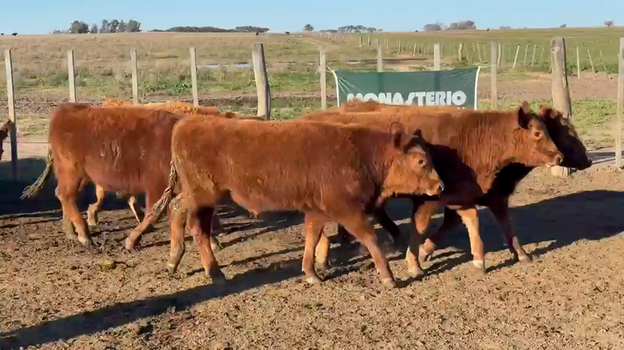 Lote 80 Novillitos en Trenel