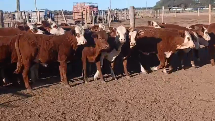 Lote 105 Terneras en Santiago del Estero, Tintina