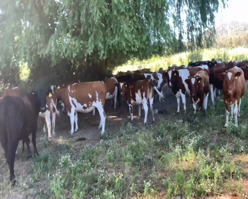 Lote 65 Vaquilla Engorda en San Clemente, VII  Región Maule