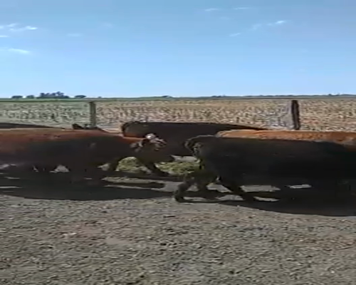 Lote 50 Terneros/as en Saladillo, Buenos Aires