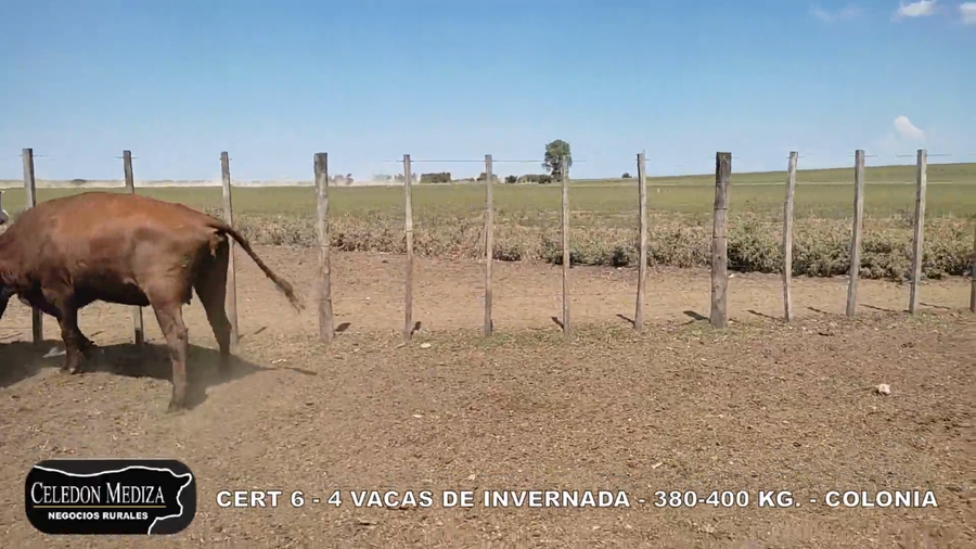 Lote 4 Vacas de Invernada en Colonia