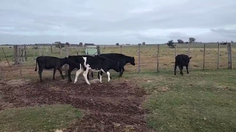 Lote 5 Terneros y Terneras a remate en Pantalla Camy, San José