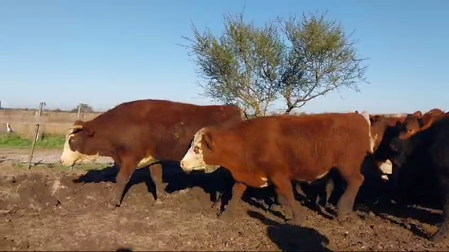 Lote 33 Novillos en Federal, Entre Ríos