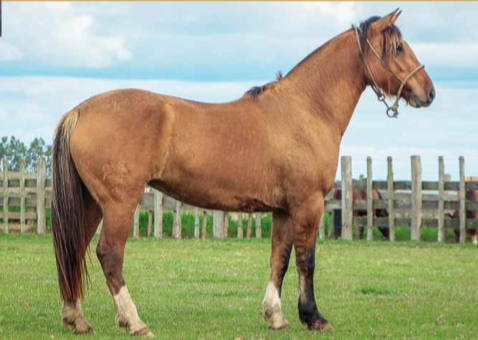 Lote SEMBRADORA DE LA NATIVA