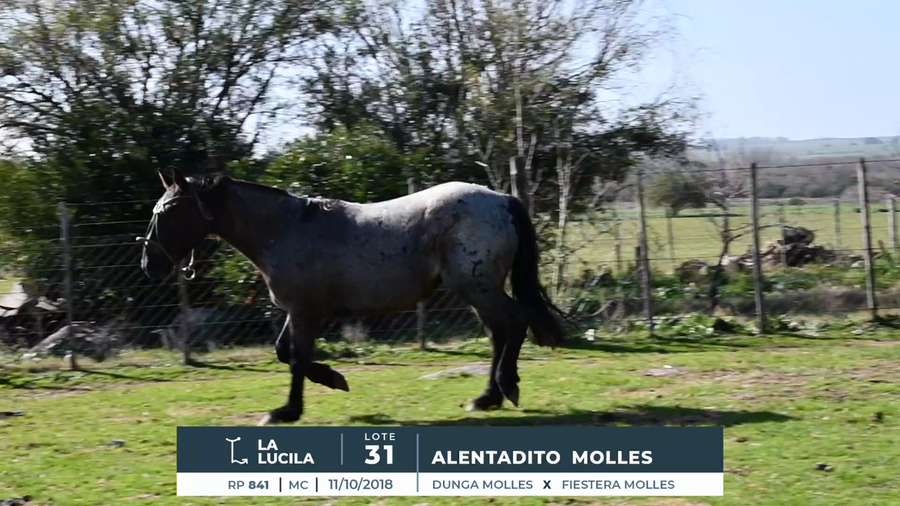 Lote ALENTADITO MOLLES