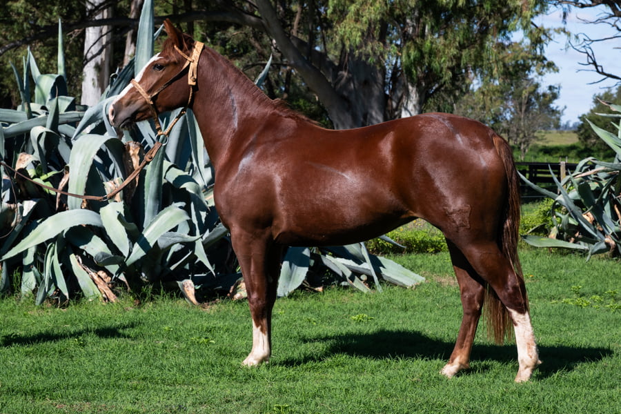 Lote FORTIN FRONTERA APUESTA