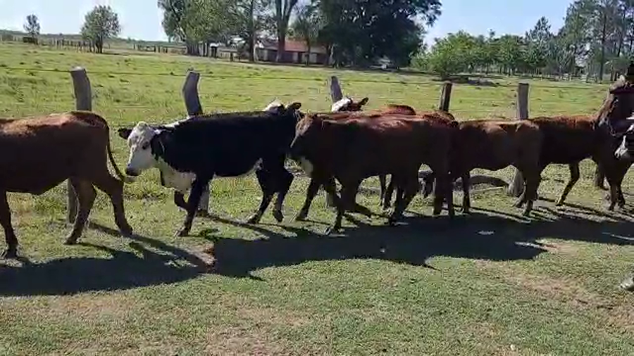 Lote 65 Vaquillonas en Esquina, Corrientes