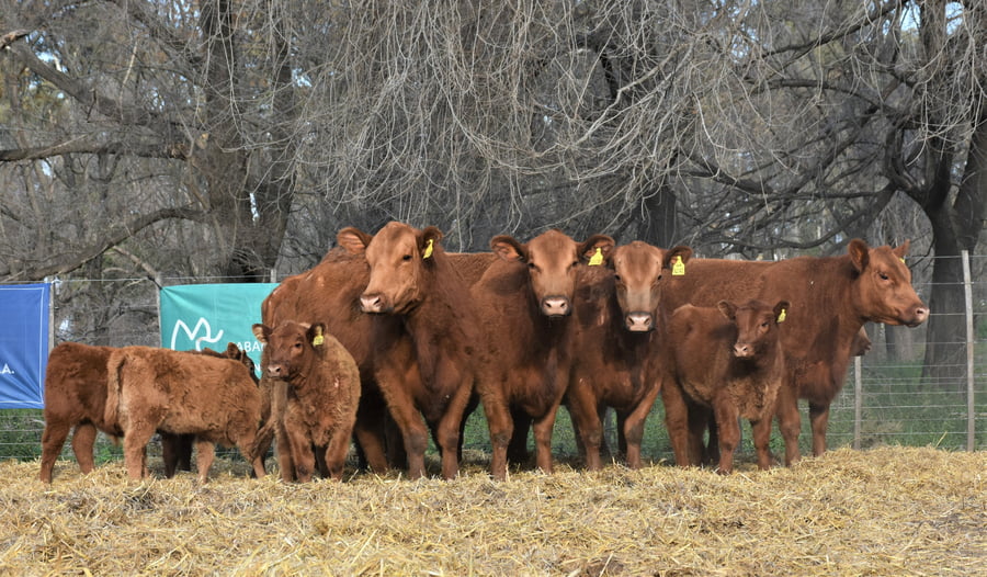 Lote "Cabaña ""La Marianita"" Vacas 1ra paricion otoño pc con servicio"