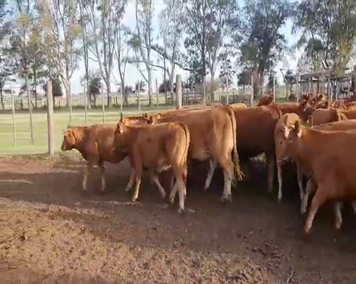 Lote 39 Vaquillonas en Piedritas, Buenos Aires