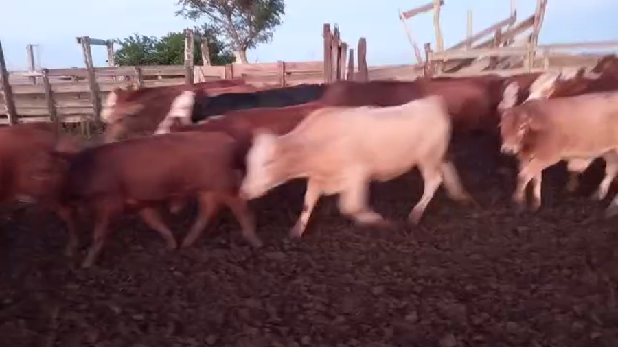 Lote 105 Terneros en Corrientes, Ituzaingó