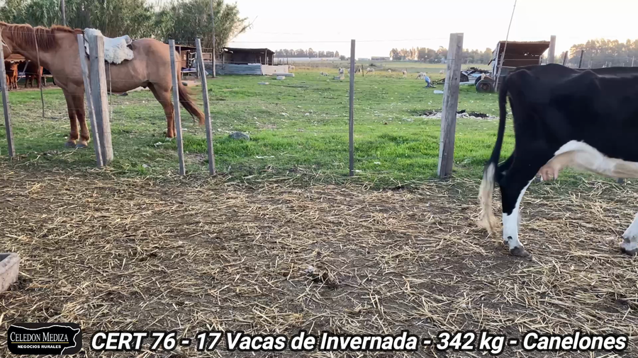 Lote 17 Vacas de Invernada en Canelones