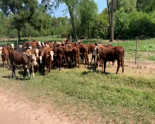 Lote 60 Terneros/as en Juan José Castelli, Chaco