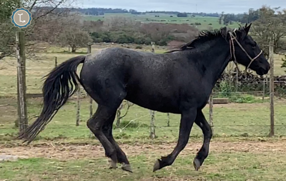Lote CENTELLA MOLLES