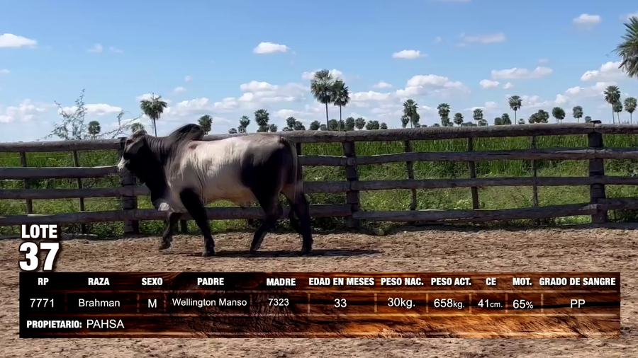Lote Brahman