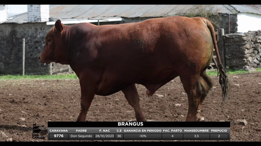 Lote 3 Toros a remate en San Carlos y La Magdalena, Artigas