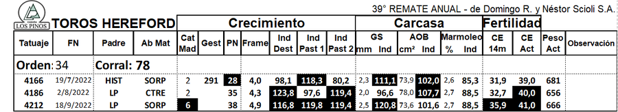 Lote TORO P. HEREFORD
