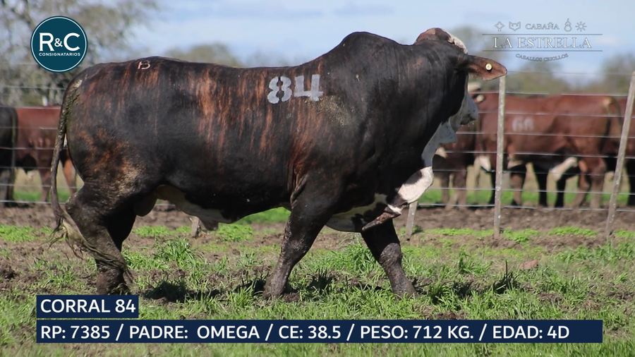 Lote Toro Media sangre