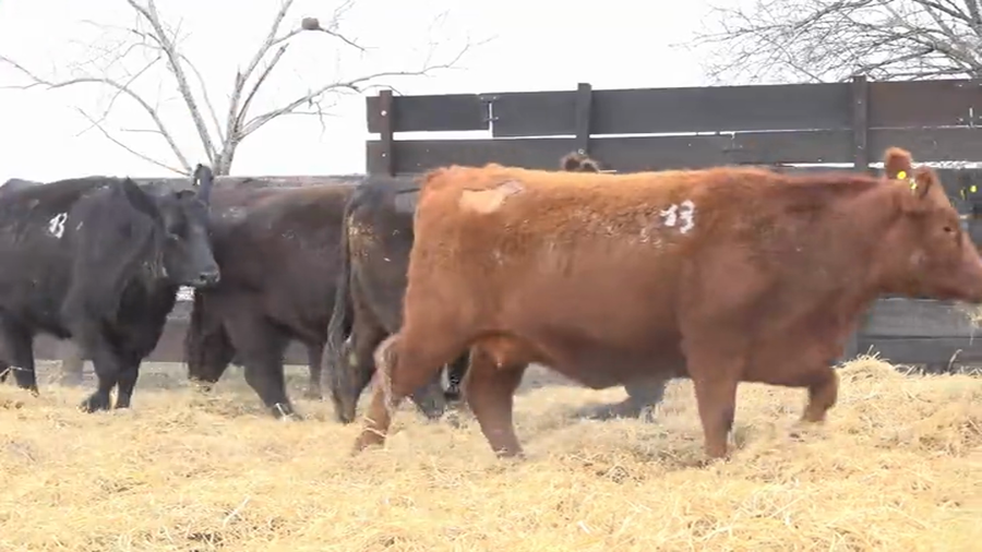 Lote Vaquillas Preñadas Me Ken